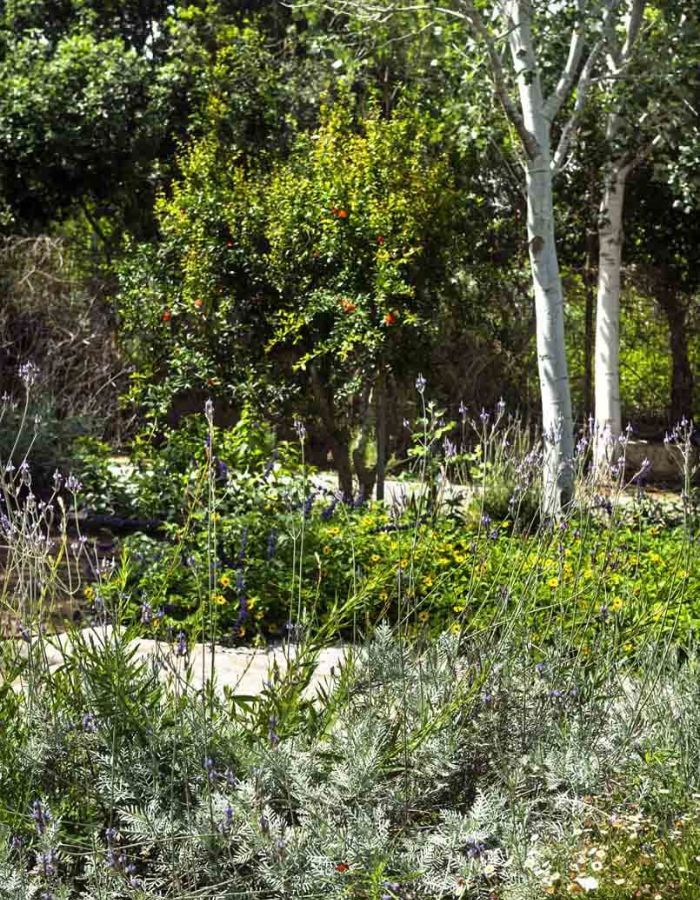 עיצוב גינות בשילוב צמחי בר וצמחי נוי - שדות